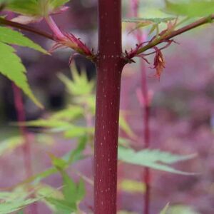 Acer palmatum 'Sango-kaku' (P) 200-250 cm